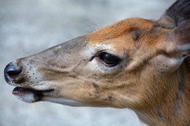 Kızıl geyikler, dört odalı mideyle karakterize edilen geviş getiren hayvanlardır. Genetik kanıtlar, geleneksel olarak tanımlanan kırmızı geyiğin bir tür grubu olduğunu gösteriyor. 