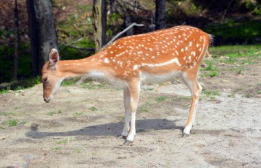 Fallow deer (Dama dama), Cervidae familyasından bir memeli türü. Bu yaygın tür Batı Avrasya 'ya özgüdür.