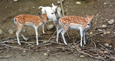 Fallow deer (Dama dama), Cervidae familyasından bir memeli türü. Bu yaygın tür Batı Avrasya 'ya özgüdür. 