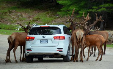 MonTEBELO QUEBEC CANADA - 06-29 2021: Parc Omega 'da geyik besleyen turist aracı, doğal ortamlarında özgürce yaşayan birçok vahşi hayvan türü keşfetmenizi istiyor.