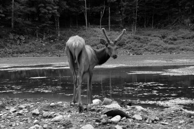 Geyik, geyik familyasının Cervidae familyasındaki en büyük ve Kuzey Amerika ve Doğu Asya 'daki en büyük kara memelilerinden biridir.