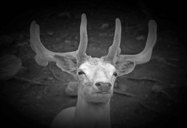 Beyaz geyik (erkek için geyik, dişi için beyaz geyik), beyaz renkli kırmızı geyik veya nadasa geyik türüdür ve doğal rengini kaybetmesine neden olan lörizm olarak da bilinir..