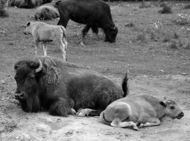 Amerikan bizon buzağı ve anne, ya da kısaca bufalo, bir zamanlar Kuzey Amerika 'nın otlaklarında geniş sürüler halinde yaşayan bir bizon türüdür.