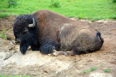 Amerikan bizonu ya da bizonu, bir zamanlar Kuzey Amerika 'nın otlaklarında geniş sürüler halinde yaşayan bir bizon türüdür.
