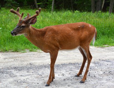 Kızıl geyikler, dört odalı mideyle karakterize edilen geviş getiren hayvanlardır. Genetik kanıtlar, geleneksel olarak tanımlanan kırmızı geyiğin bir tür grubu olduğunu gösteriyor. 