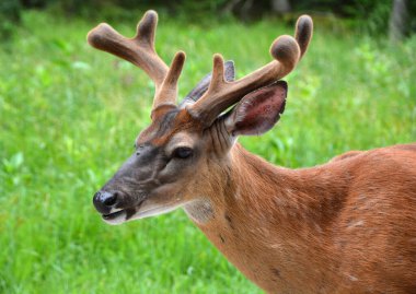 Kızıl geyikler, dört odalı mideyle karakterize edilen geviş getiren hayvanlardır. Genetik kanıtlar, geleneksel olarak tanımlanan kırmızı geyiğin bir tür grubu olduğunu gösteriyor. 