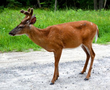 Kızıl geyikler, dört odalı mideyle karakterize edilen geviş getiren hayvanlardır. Genetik kanıtlar, geleneksel olarak tanımlanan kırmızı geyiğin bir tür grubu olduğunu gösteriyor. 