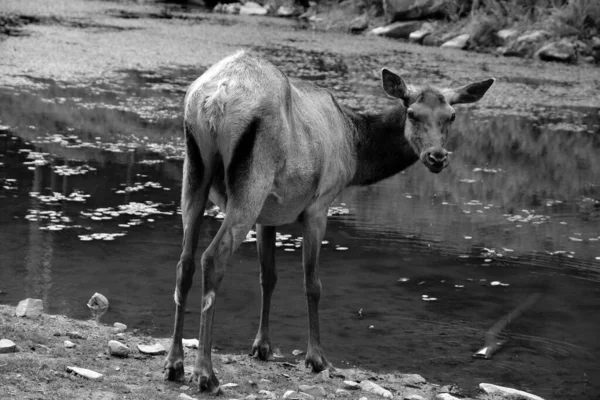 Jávorszarvas Vagy Wapiti Egyik Legnagyobb Faj Szarvas Család Cervidae Világon — Stock Fotó