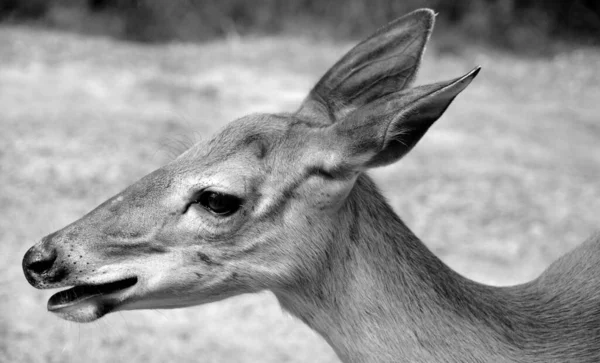 Rothirsche Sind Wiederkäuer Die Sich Durch Einen Vierkammermagen Auszeichnen Genetische — Stockfoto