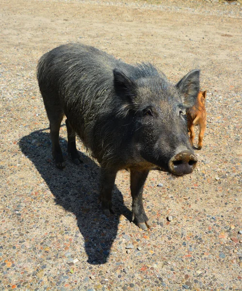 猪和母猪野猪 Sus Scrofa 也被称为 Wild Pig 或简称 Wild Pig 是原产于欧亚大陆和北非的一种动物 — 图库照片