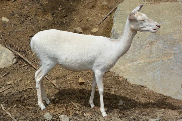 Parlagon Hagyott Szarvas Dama Dama Cervidae Családba Tartozó Kérődző Emlős — Stock Fotó