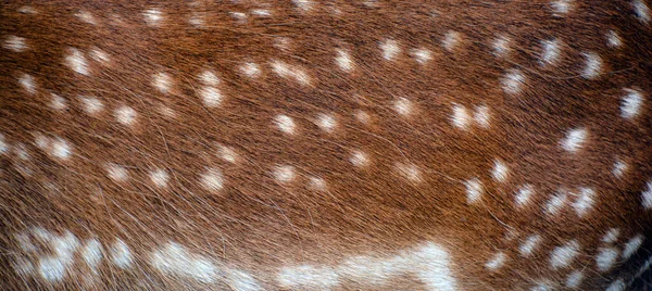 Плямистий Олень Dama Dama Круглий Ссавець Належить Родини Cervidae Цей — стокове фото