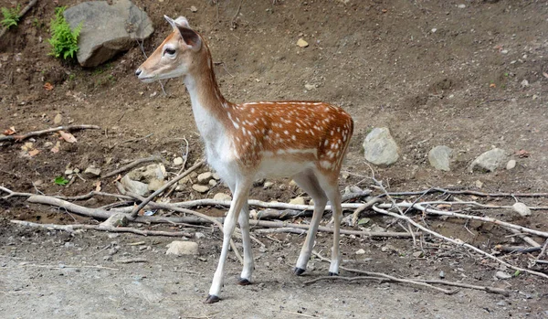 Dama Dama Mamífero Ruminante Pertencente Família Cervidae Esta Espécie Comum — Fotografia de Stock