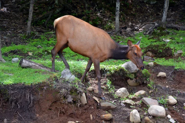 Elk 또는와 Wapiti 속하는 세계에서 하나이며 북아메리카와 동아시아에서 포유류 — 스톡 사진