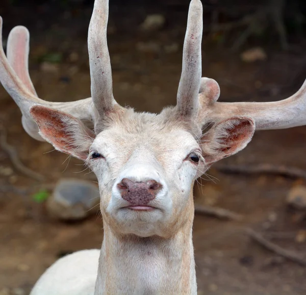 กวางส ขาว นกวางส ขาวหร อกวางส แดงท บายโดยเง อนไขท ยกว Leucism — ภาพถ่ายสต็อก