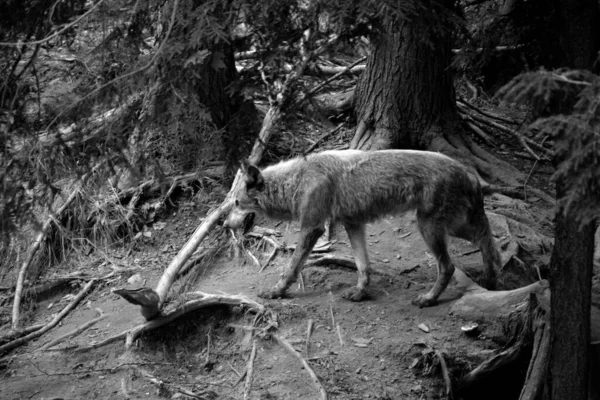 灰色のオオカミまたは灰色のオオカミまた 木材や西部のオオカミはユーラシアと北米の荒野と遠隔地に自生する犬です 現存する最大の一族である — ストック写真