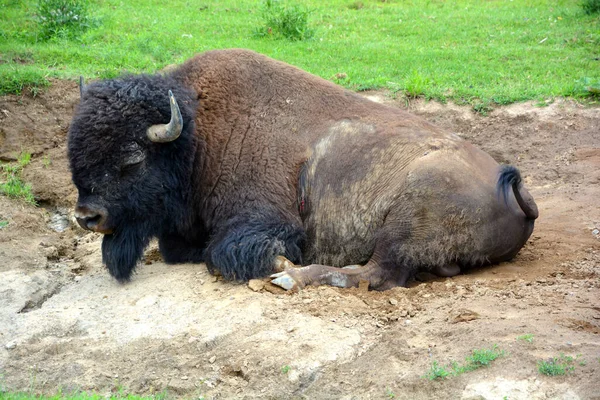 American bison or simply bison, also known as the American buffalo or simply buffalo, is a North American species of bison that once roamed the grasslands of North America in vast herds
