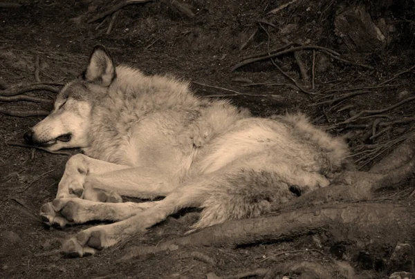 Gray Wolf Grijze Wolf Canis Lupus Ook Hout Westerse Wolf — Stockfoto