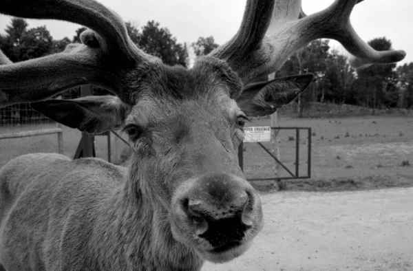 Red Deer Ruminants Characterized Four Chambered Stomach Genetic Evidence Indicates — Stock Photo, Image