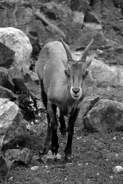 Alpiene Steenbok Capra Ibex Een Geit Uit Familie Steenbokken Capra — Stockfoto