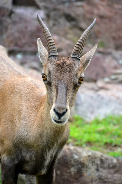 Alpiene Steenbok Capra Ibex Een Geit Uit Familie Steenbokken Capra — Stockfoto