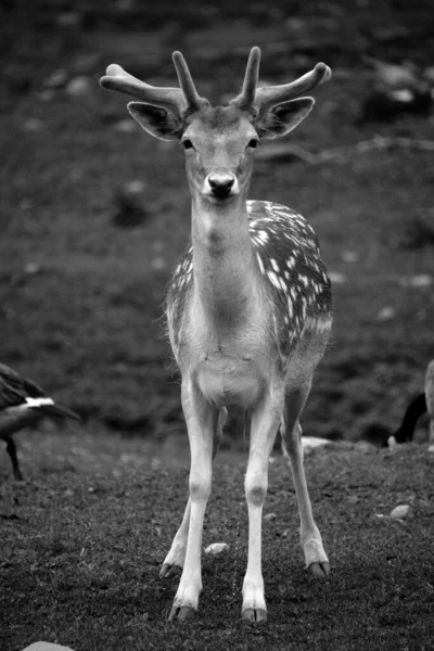 Fallow Deer Dama Dama Ruminant Mammal Belonging Family Cervidae Common — Stock Photo, Image