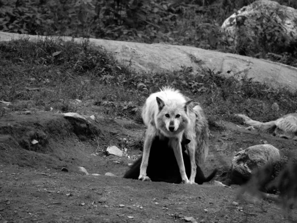 Lobo Gris Lobo Gris Canis Lupus También Madera Lobo Occidental — Foto de Stock