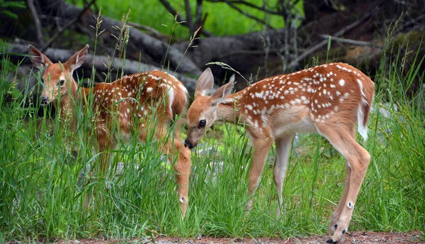 Cerf Virginie Dama Dama Est Mammifère Ruminant Famille Des Cervidae — Photo