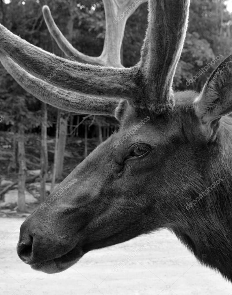 Red deer are ruminants, characterized by a four-chambered stomach. Genetic evidence indicates the red deer as traditionally defined is a species group 