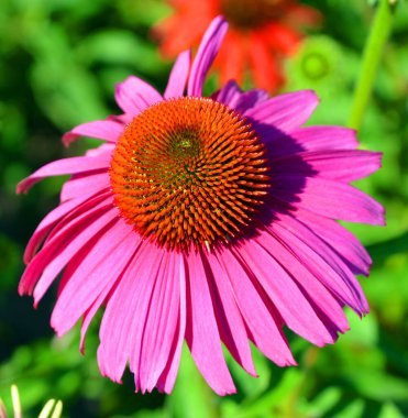 Rudbeckia. Türler genellikle koni çiçekleri ve siyah gözlü susanlar olarak adlandırılır; hepsi Kuzey Amerika 'ya özgüdür ve birçok tür gösterişli sarı veya altın çiçekli başları için bahçelerde yetiştirilir.. 