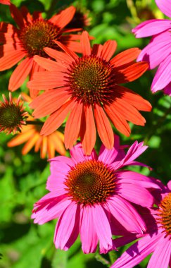 Rudbeckia. Türler genellikle koni çiçekleri ve siyah gözlü susanlar olarak adlandırılır; hepsi Kuzey Amerika 'ya özgüdür ve birçok tür gösterişli sarı veya altın çiçekli başları için bahçelerde yetiştirilir.. 