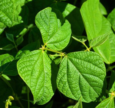 Fasulye ve Fransız fasulyesi olarak da bilinen Phaseolus vulgaris, yenilebilir kuru tohumları veya olgunlaşmamış meyveleri için dünya çapında yetişen otçul bir bitkidir.).