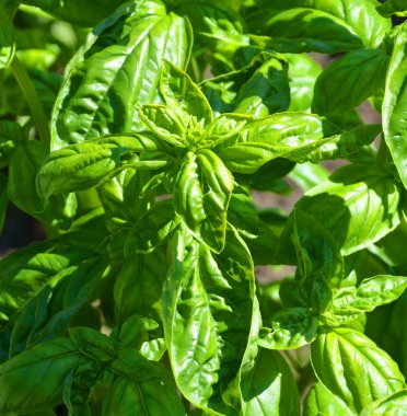 Fesleğen, Orta Afrika 'dan Güneydoğu Asya' ya kadar tropikal bölgelere özgüdür. Yumuşak bir bitkidir ve dünya çapında mutfaklarda kullanılır..
