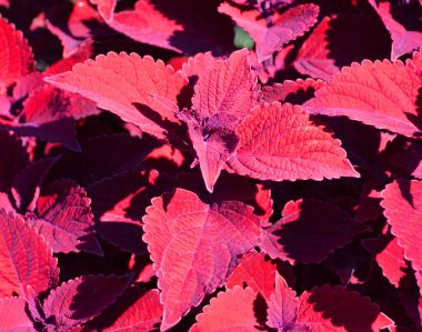 Coleus, Lamiaceae familyasından bir bitki cinsidir..