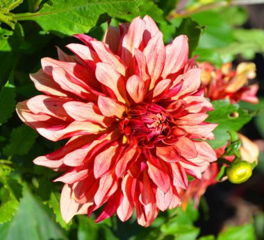 Dahlia, Meksika, Orta Amerika ve Kolombiya 'da yetişen tüylü, veremli ve uzun ömürlü bir bitki cinsidir..