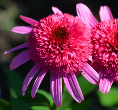 Rudbeckia. Türler genellikle koni çiçekleri ve siyah gözlü susanlar olarak adlandırılır; hepsi Kuzey Amerika 'ya özgüdür ve birçok tür gösterişli sarı veya altın çiçekli başları için bahçelerde yetiştirilir..