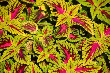 Coleus, Lamiaceae familyasından bir bitki cinsidir..