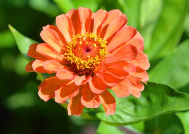 Zinnia, papatya familyasından bir bitki cinsidir. Amerika 'dan Güney Amerika' ya ve Meksika 'ya kadar uzanan bir alanda otlak ve kuru otlaklarda yaşarlar.