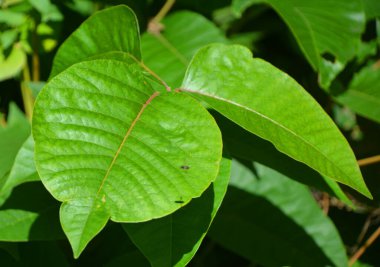 Laportea canadensis, ısırgan otlağı (