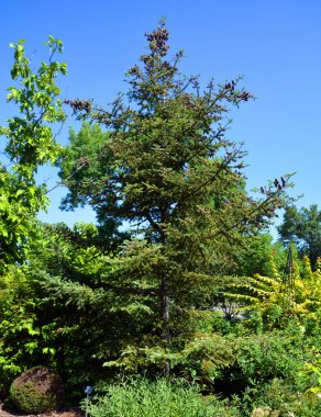 Abies balsamea ya da balsam fir, Kanada 'nın doğu ve orta kesimlerinde (Newfoundland batısında Alberta) ve Amerika Birleşik Devletleri' nin kuzeydoğusunda bulunan bir köknar türüdür.
