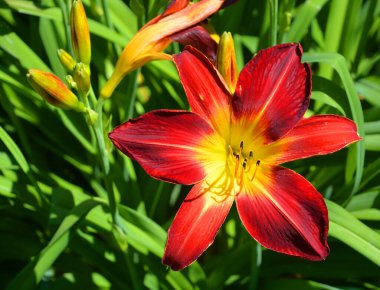 Gündüzleri Hemerocallis cinsinde çiçek açan bir bitkidir. Çekici çiçekleri için uzun süre gündüz üreyen türler..