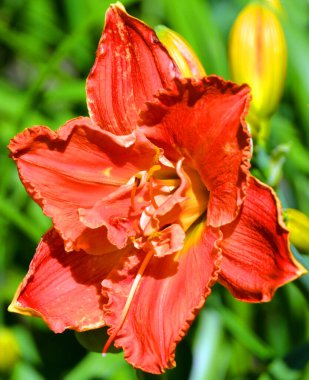 Gündüzleri Hemerocallis cinsinde çiçek açan bir bitkidir. Çekici çiçekleri için uzun süre gündüz üreyen türler..