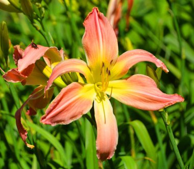 Gündüzleri Hemerocallis cinsinde çiçek açan bir bitkidir. Çekici çiçekleri için uzun süre gündüz üreyen türler..