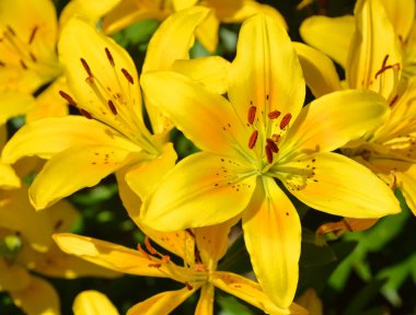 Amaryllis, Amaryllidinae kabilesindeki tek cinstir. Çiçek açan ampullerin iki türü olan küçük bir cinsidir.. 