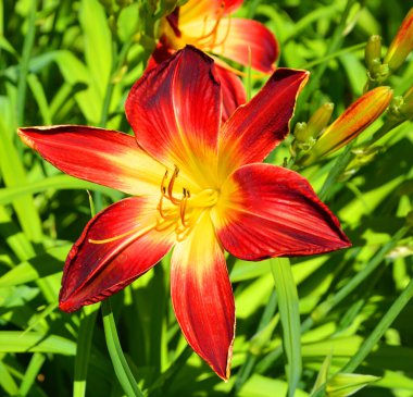 Gündüzleri Hemerocallis cinsinde çiçek açan bir bitkidir. Çekici çiçekleri için uzun süre gündüz üreyen türler.. 