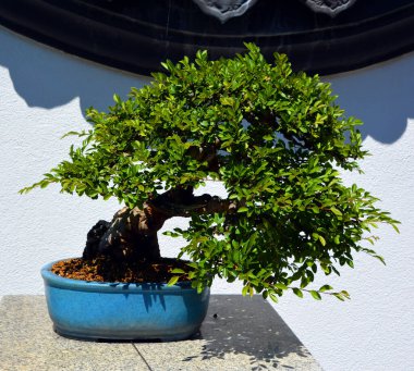 Bonsai. Bitki yetiştirme tekniklerini kullanarak ağaçların şeklini ve büyüklüğünü taklit eden küçük ağaçlar üreten bir Asya sanatı türüdür.