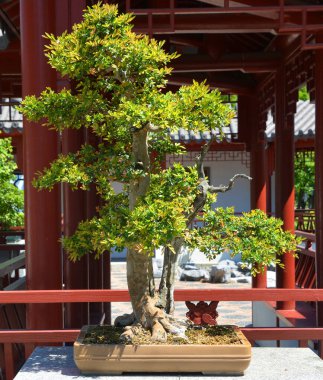 Bonsai. Bitki yetiştirme tekniklerini kullanarak ağaçların şeklini ve büyüklüğünü taklit eden küçük ağaçlar üreten bir Asya sanatı türüdür.