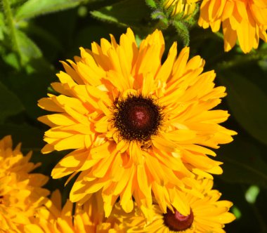 Tagetes erecta, Meksika kadife çiçeği ya da Aztek kadife çiçeği, Meksika 'da yetişen bir tür. Amerika 'ya özgü olmasına rağmen genellikle Afrika kadife çiçeği olarak adlandırılır.