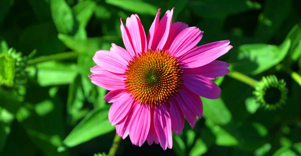 Rudbeckia Die Arten Werden Allgemein Als Sonnenhut Und Schwarzaugen Susans — Stockfoto