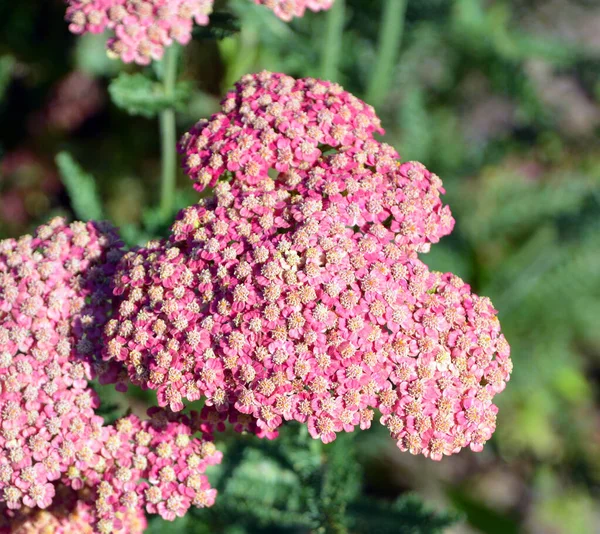 Achillea Millefolium Asteraceae Familyasından Bir Bitki Türü Asya Avrupa Kuzey — Stok fotoğraf